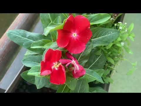Videó: Mi az a mini nárcisz – Hogyan neveljünk törpe nárcisz virágokat