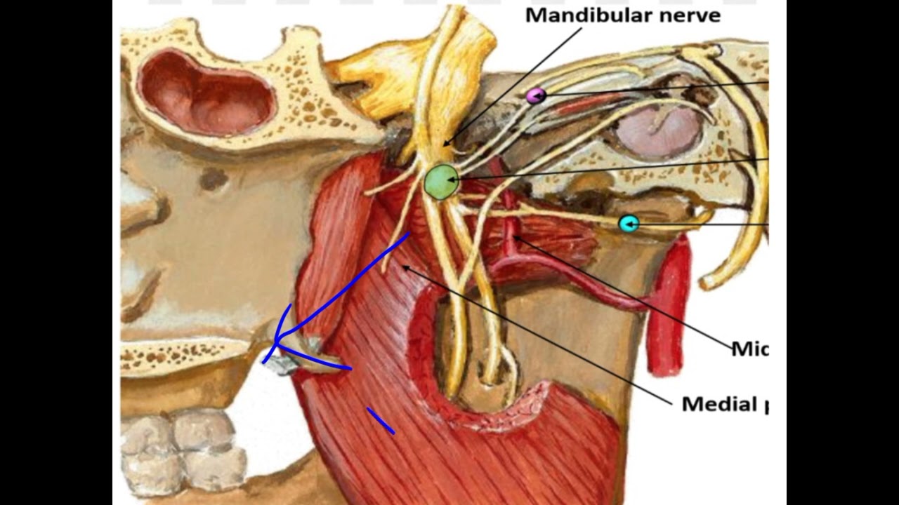 ANAT (T)RACE|| MASTICATORY MUSCLES|| NERVE SUPPLY|| DR.K.ARUNA