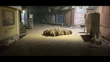 The Monkey