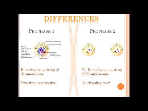 Video: Ano ang pagkakaiba ng meiosis 1 at meiosis 2 quizlet?