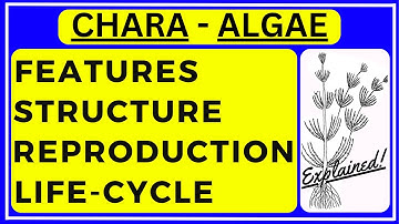 Life Cycle of Chara Filamentous Green Algae | Structure Reproduction Characteristics Classification