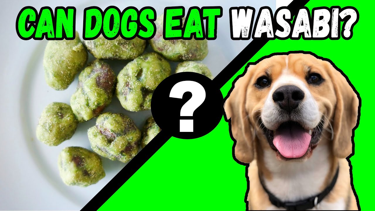 Can Dogs Eat Wasabi Youtube
