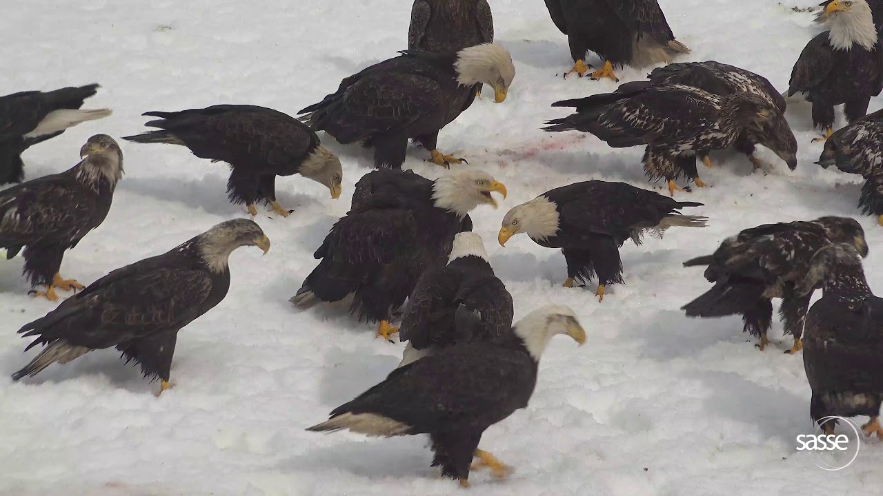Only in Alaska Full of Eagles in Winter Alaska wildlife Eagles