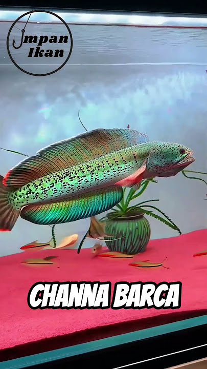 Kalau bisa mancing ikan channa langsung di habitat aslinya, kamu pilih jenis yang mana