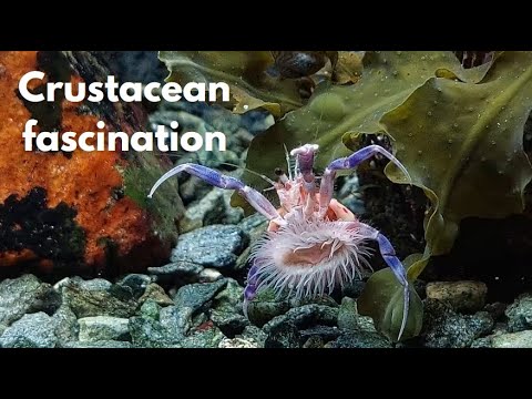 THE CRABITAT 6 - NEW DECORATOR CRAB, more of the ANEMONE HERMIT ++
