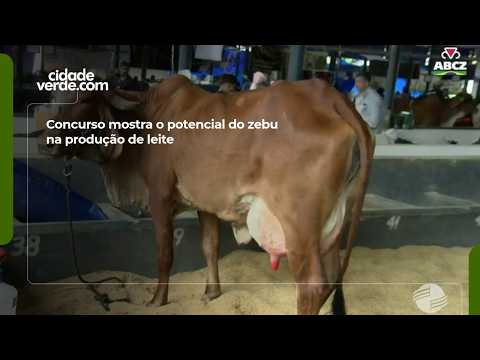 Competition showcases the potential of zebu cattle in milk production