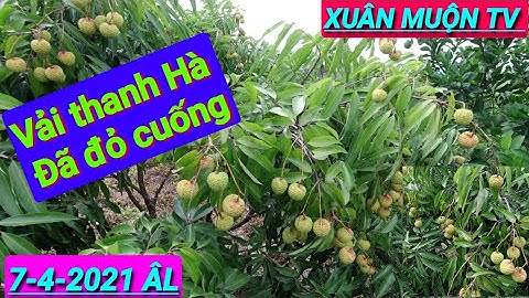 vườn vải thanh Hà sai nhiều, quả cũng đã đỏ cuống ,chuẩn bị được bán