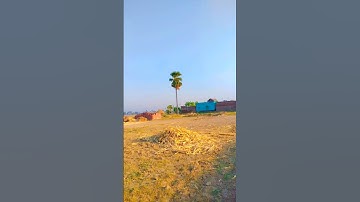 morning Relaxing Nature View Nature Status #nature #videography #status #reels