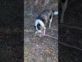 take sometime with sammie and relax while she teaches this stick a lesson. #dog #dogs #relax #love