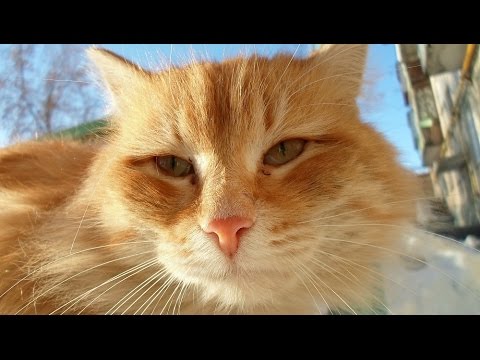 Вышивка рыжая кошка