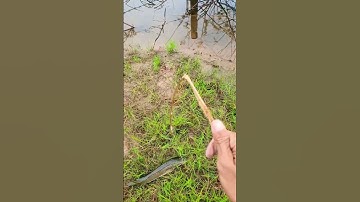 Cá lóc nặng, đến nổi kéo gãy cần câu luôn anh chị em mình #shortvideo #fishing #nhậu