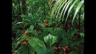 Jungle - SE Asia - Thailand @ Lotus House