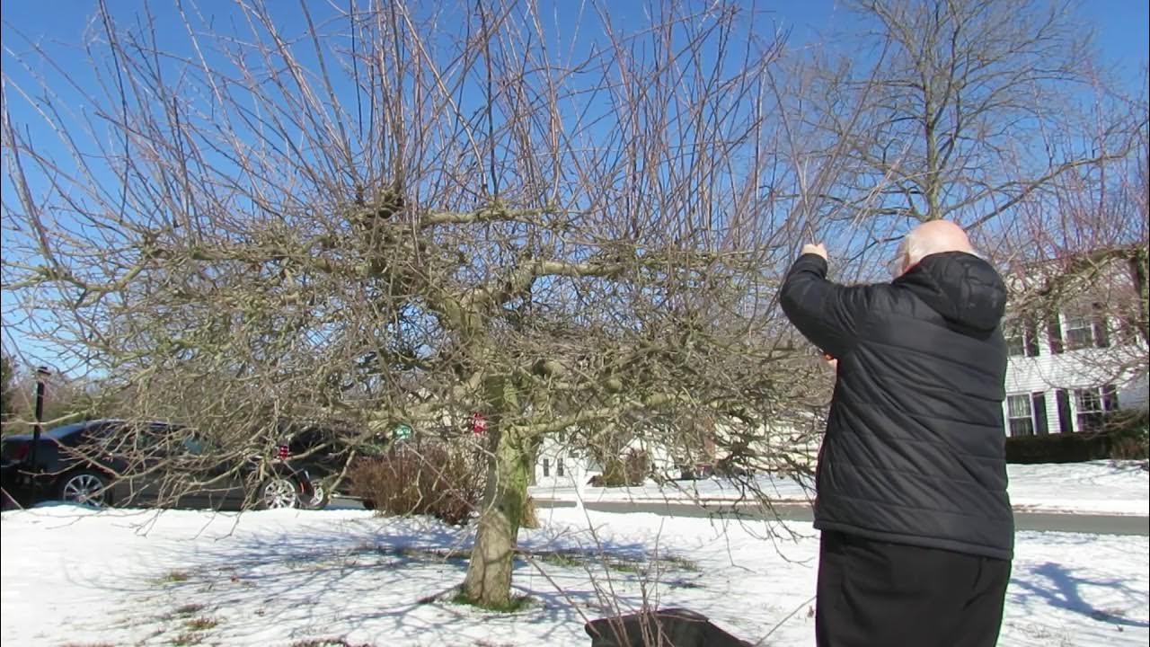 Pruning Jonagold De Coster apple Episode 1 2021 YouTube
