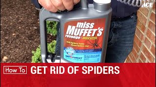 How To Keep Spiders Away  Ace Hardware