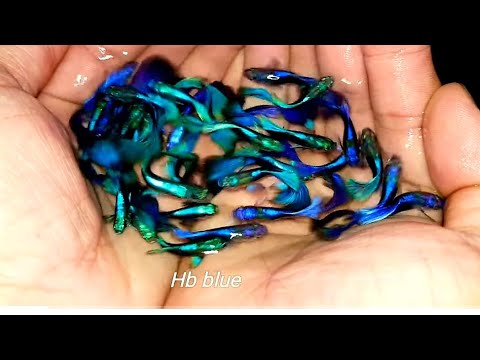 Hb Blue guppy, Cá bảy màu nuôi càng già càng đẹp