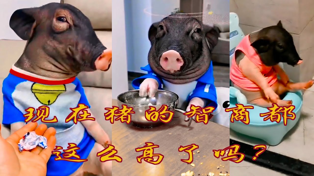  3 funny animal videos episode 3 funny