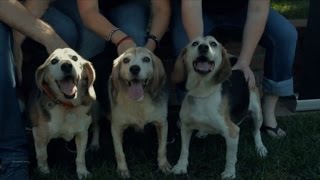 Watch Three Elderly Beagles Walk on Grass for the First Time