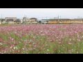 20161012 三岐鉄道北勢線大泉駅コスモス畑 の動画、YouTube動画。