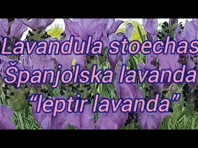 Lavender Stoechas – Kahikatea Farm Certified Organic Nursery and  Permaculture Farm