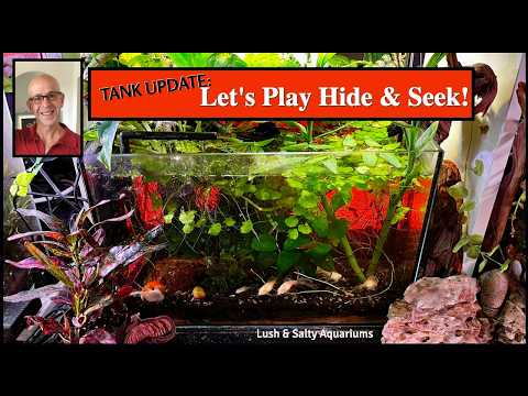 Hide and Seek: Lots of Life in Nano Tank!