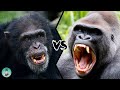 CHIMPANZEE VS GORILLA - Which ape will win in a fight?