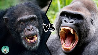 CHIMPANZEE VS GORILLA  Which ape will win in a fight?