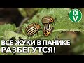 СУПЕРСРЕДСТВО ДЛЯ ИЗБАВЛЕНИЯ ОТ КОЛОРАДСКОГО ЖУКА! Эффект удивит!