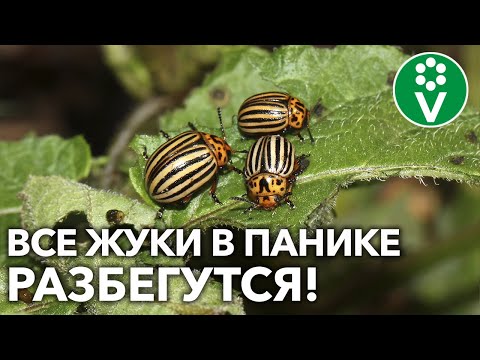 Видео: Убьет ли диатомовая земля картофельных жуков?