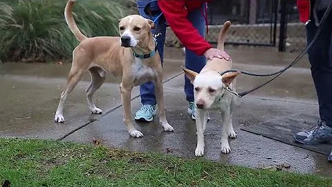 Here's how the dogs from Puerto Rico are adjusting...