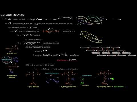 Collagen: Structure [free