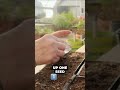 Stop Wasting Seeds! Easy Hack for Planting Tiny Seeds Like a Pro