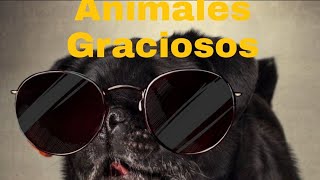 Videos chistoso de animales y personas 2021