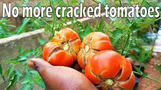 Why tomato fruits crack + How to prevent this