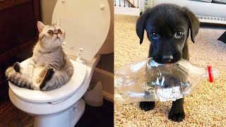 Funny and Cute Animals Compilation 2019! (Funniest Dogs, Cats & Pets) by Cute & Funny Animals 96 views 4 years ago 10 minutes, 36 seconds