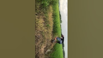 Bẫy chồn đèn , cực nhanh