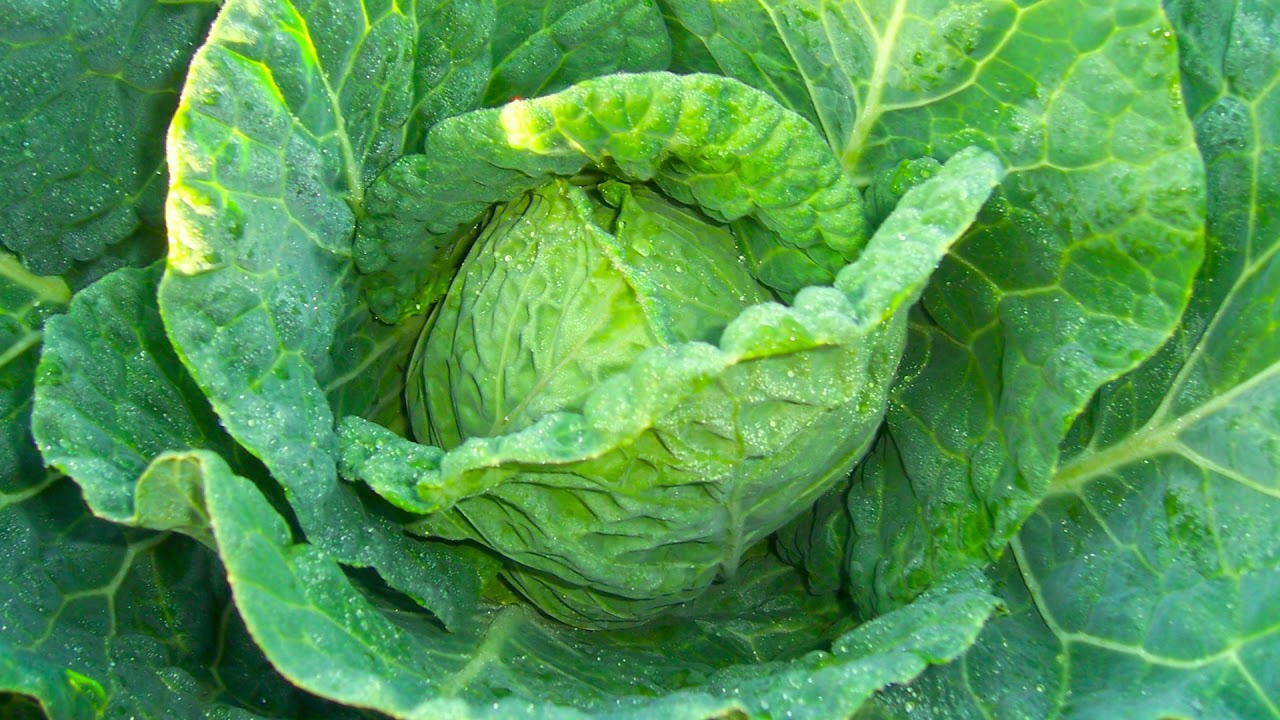 ⏩HOMENAJE A LOS AGRICULTORES DE VILLA DEL PRADO