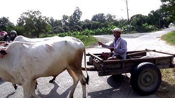 Khoảnh khắc đẹp nhứt của mùa vàng ruộng bậc thang Tà Pạ, Núi Tô, Tri Tôn, An Giang 04/12/2019