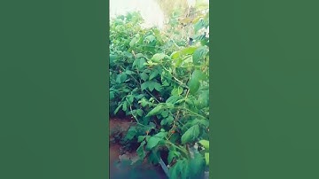 القران الكريم #اكسبلور #duet #القزابري #strawberry #المصحف #nature #الرحمن #راحة_نفسية