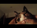 Cat enjoying face/head massage