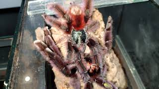 Caribena versicolor. Разводим одного из самых красивых пауков птицеедов. Спаривание