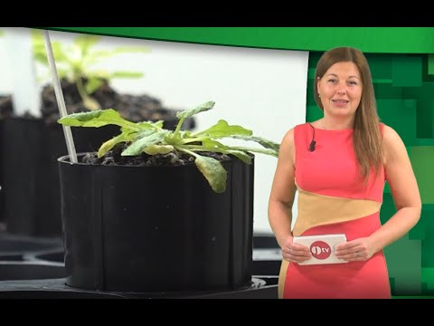 Video: Výzkum Ukázal, že Některé Druhy Rostlin Hibernaují Až 20 Let - Alternativní Pohled
