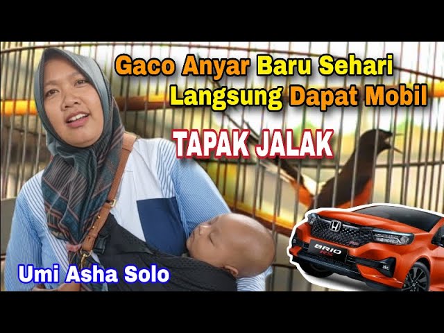 Baru Dapat Sehari ‼️ Tapak Jalak  Langsung Dapat Mobil‼️ SMM feat GMI Jogjakarta class=