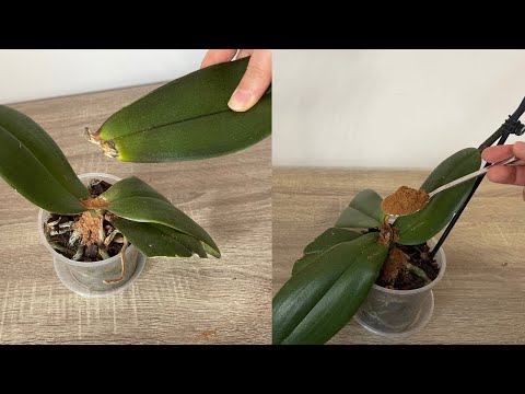 Video: Orkide quruyur: nə etməli, səbəbləri axtarın, qulluq qaydaları, çiçəyi necə həyata qaytarmaq barədə addım-addım təlimatlar