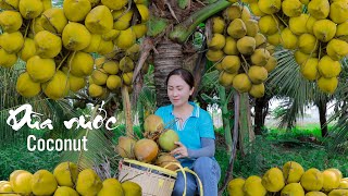 Harevsting COCONUT and goes to the market sell | Emma Daily Life