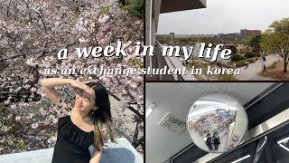 a week in my life studying abroad in korea  what i eat, strawberry party , kaist campus  [ep 10]
