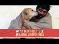 Why it is difficult to be an animal lover in india  officialpetaindia