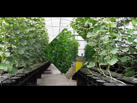 ნესვი სათბურში | \"მზა ჩითილი\"