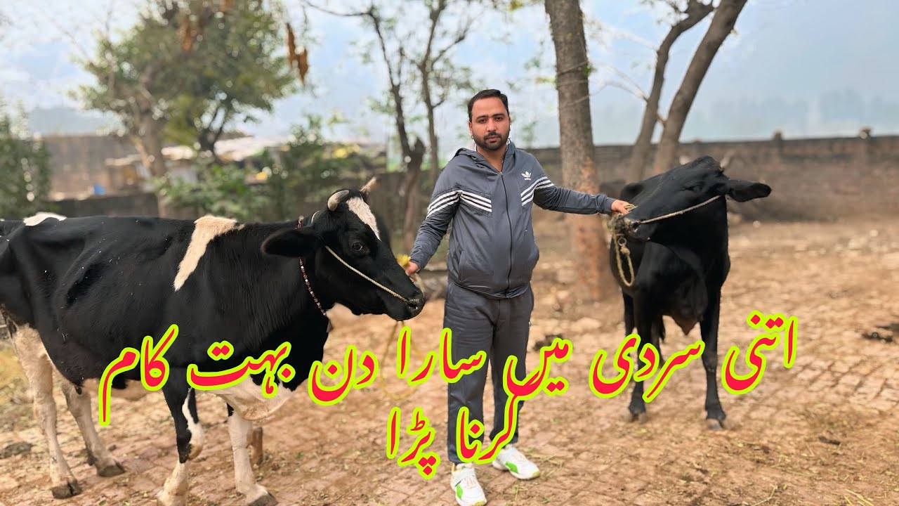 Shadeed sardi ma sara din bohat kam karna para 