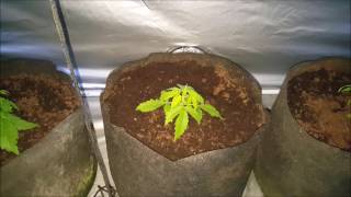 Growing LARGE In small Spaces S 2 Ep 12 CBD Autoflower Project Spektrum King Closet Case