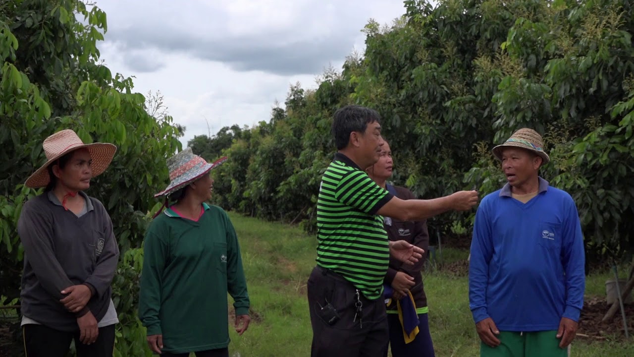 การฉีดสารลำไย ให้ออกดอกดี ต้องไม่มากเกินไป หรือน้อยเกินไป